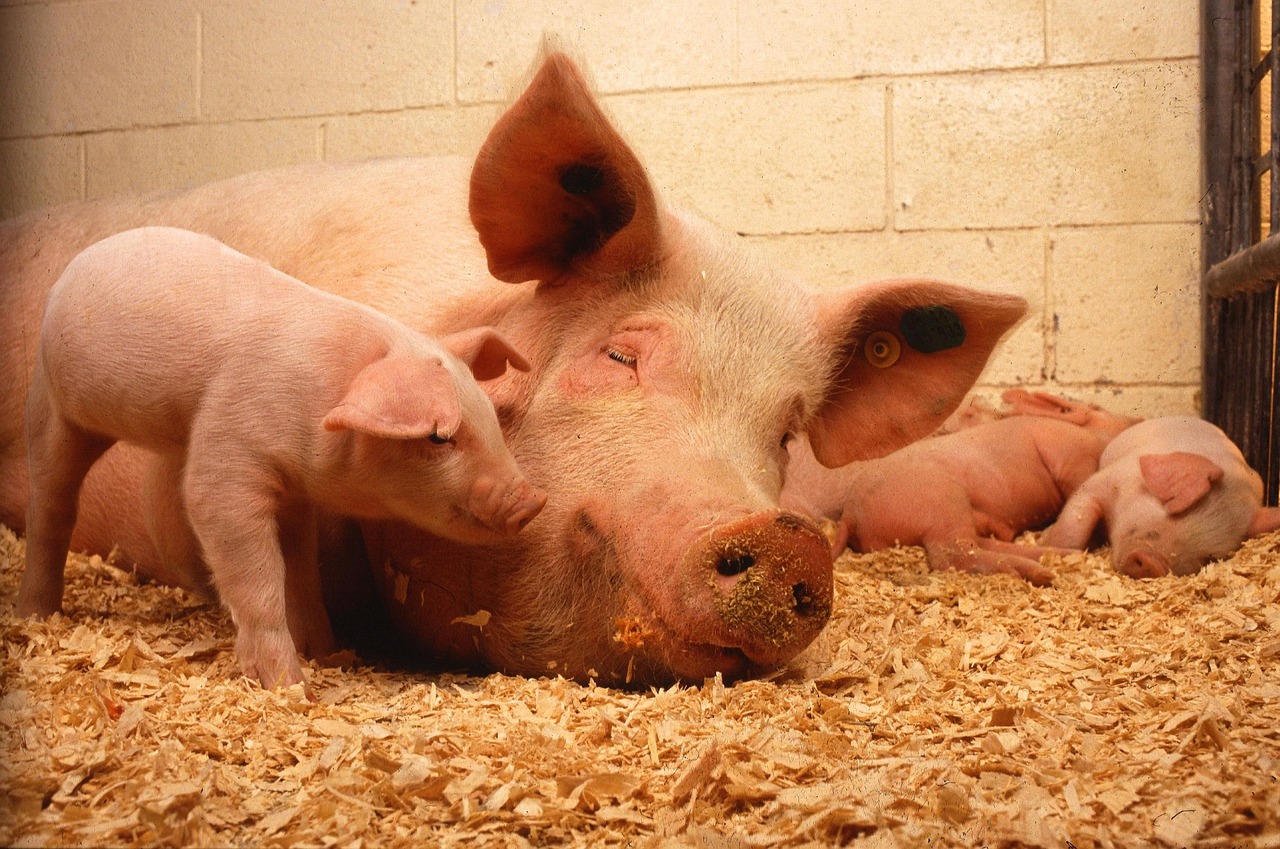 Nederlands boerenbedrijf met varkens en duurzame energieoplossingen
