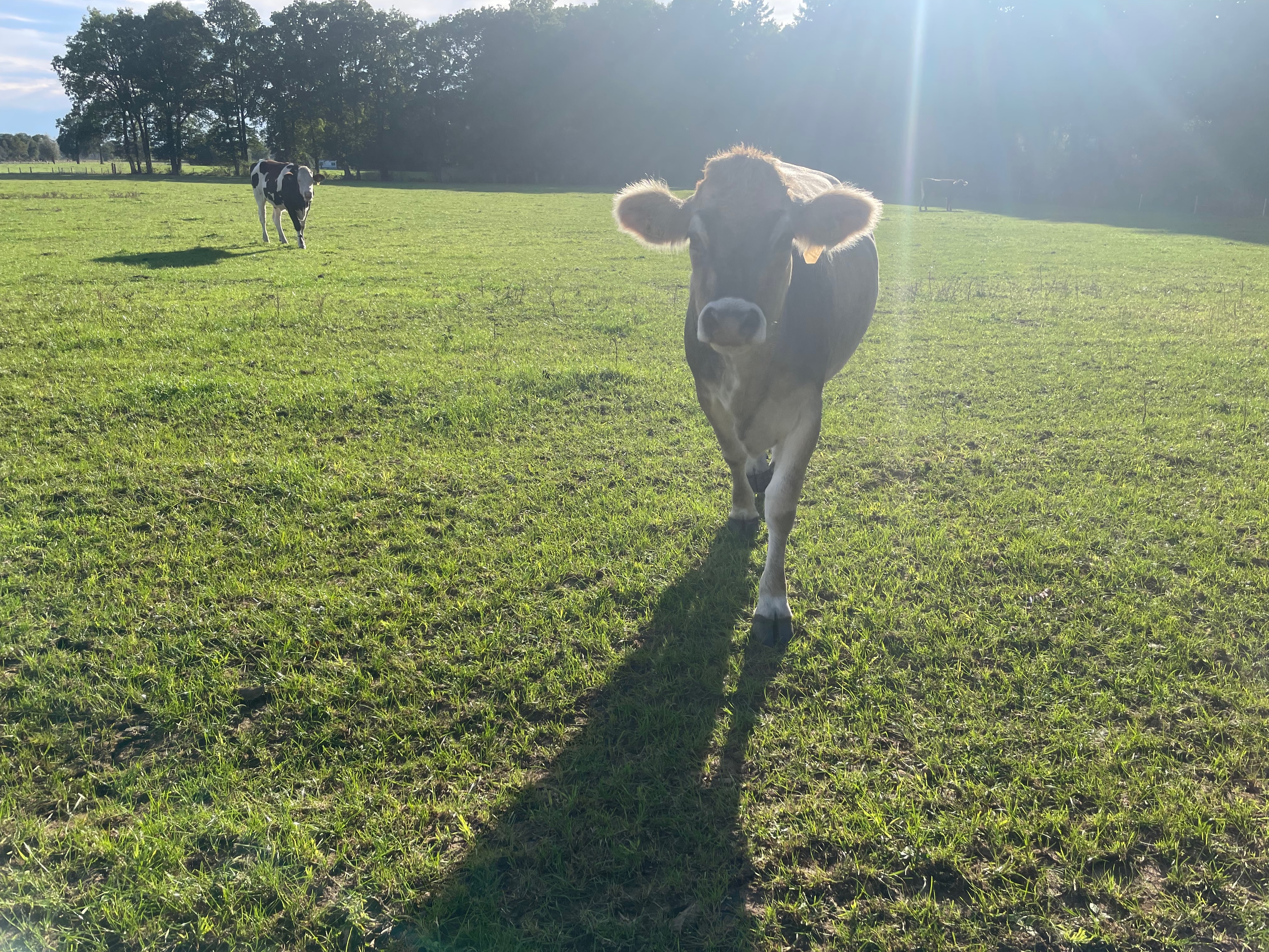 Koe in landelijk gebied