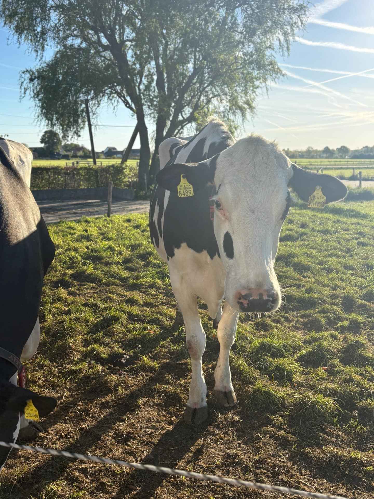Melkkoe in de wei bij VOF Nillesen