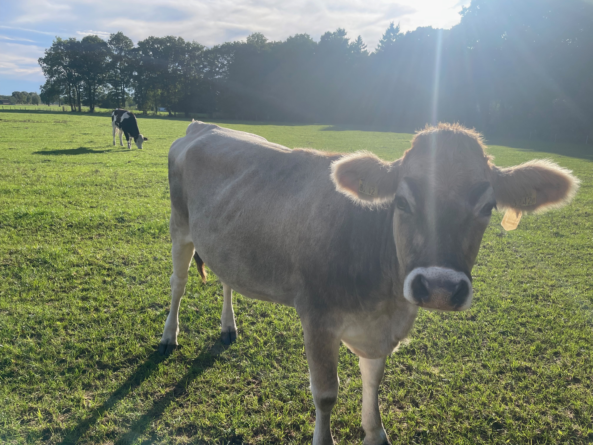 Koe in de wei - Achterhoek
