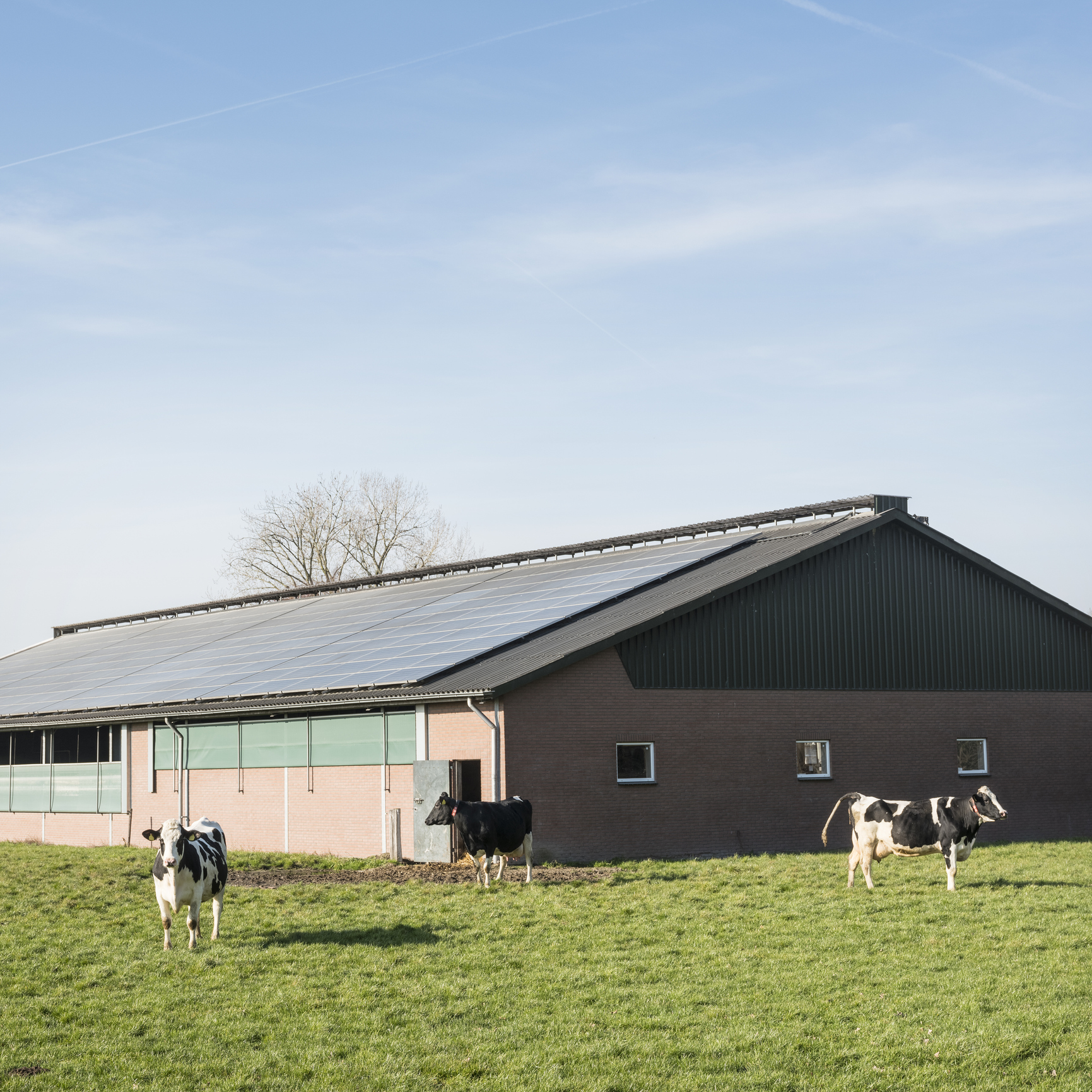 Agrarisch bedrijf met zonnepanelen op stal en weiland
